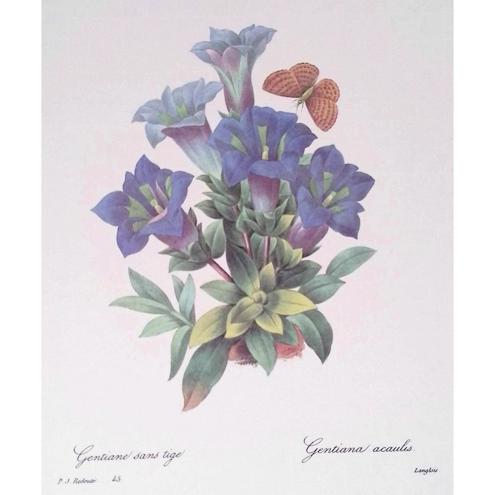 Redouté Blue Gentian Butterfly Botanical Flower 8x10 Reprint Cottage Wall Art